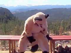 fursuit sex 3