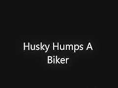 Husky Humps A Biker