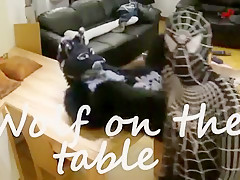 Wolf on the table with Venom